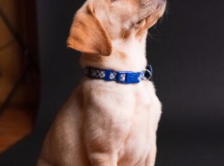 Етерични масла - Грижа за домашните любимци 