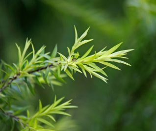 Общи предпазни мерки при употреба на етерични масла - AROMA FRIENDS CLUB