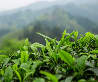 Етерични масла от цял свят с doTerra - Рол-он смес за чиста кожа